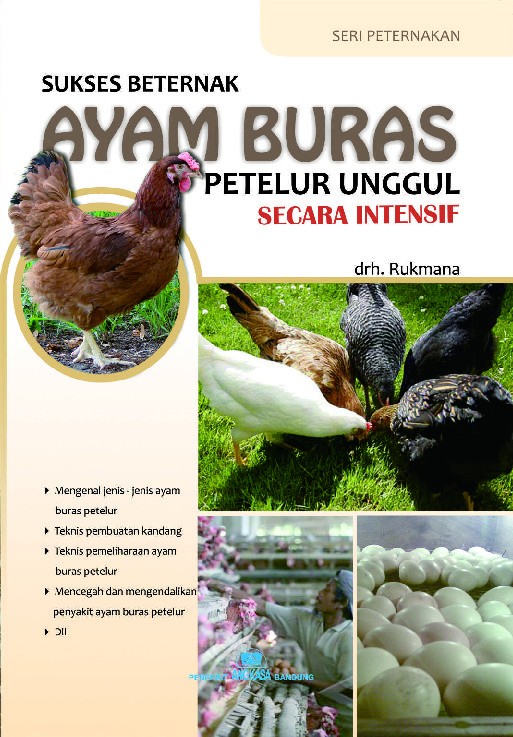 Sukses Beternak Ayam Buras Petelur Unggul Secara Intensif